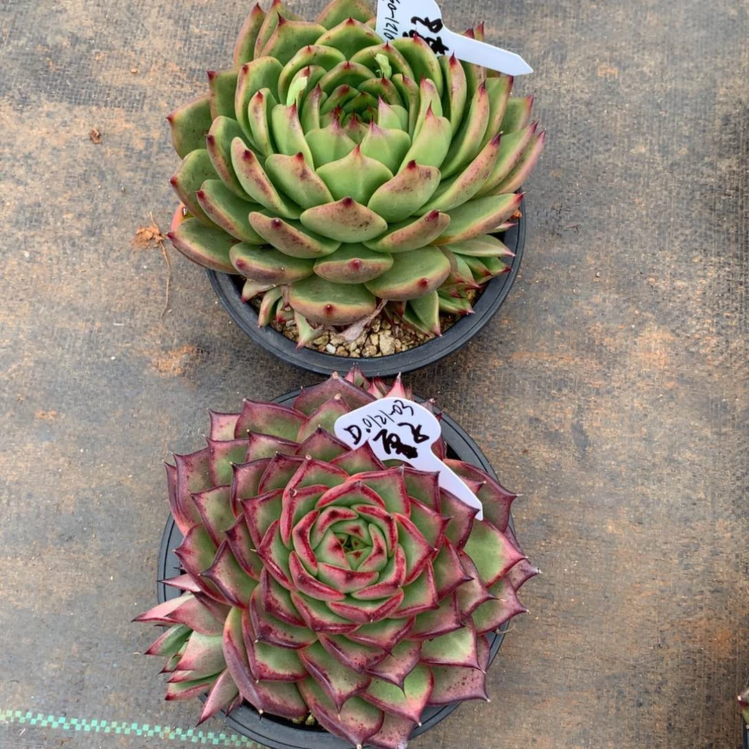 东云组拍0121-03（雪子）