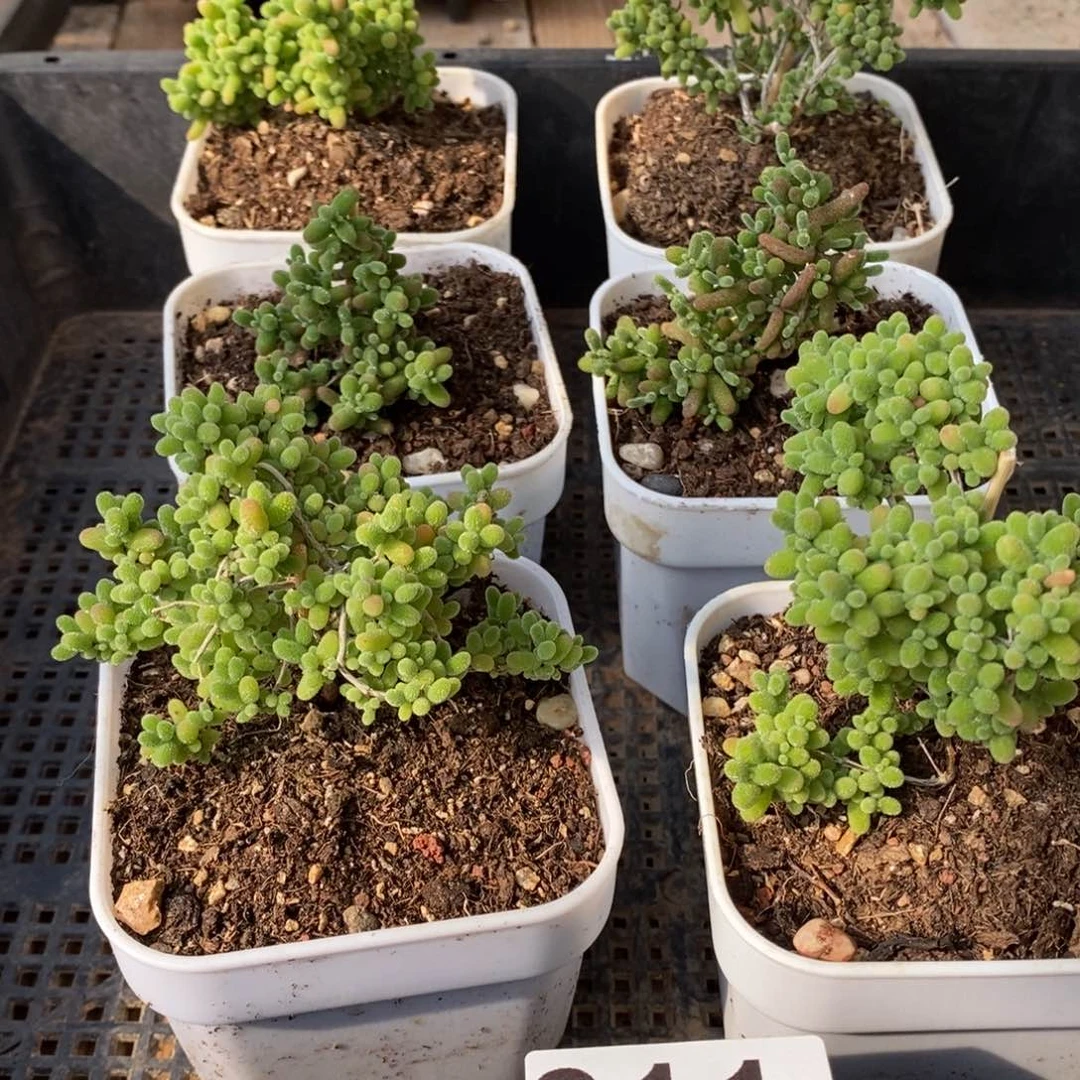 枝干番杏蜜桔糖球211