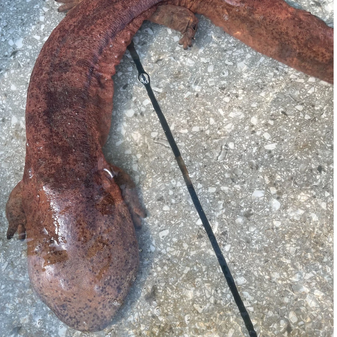 顺丰包邮贵州大山山泉水人工养殖娃娃鱼