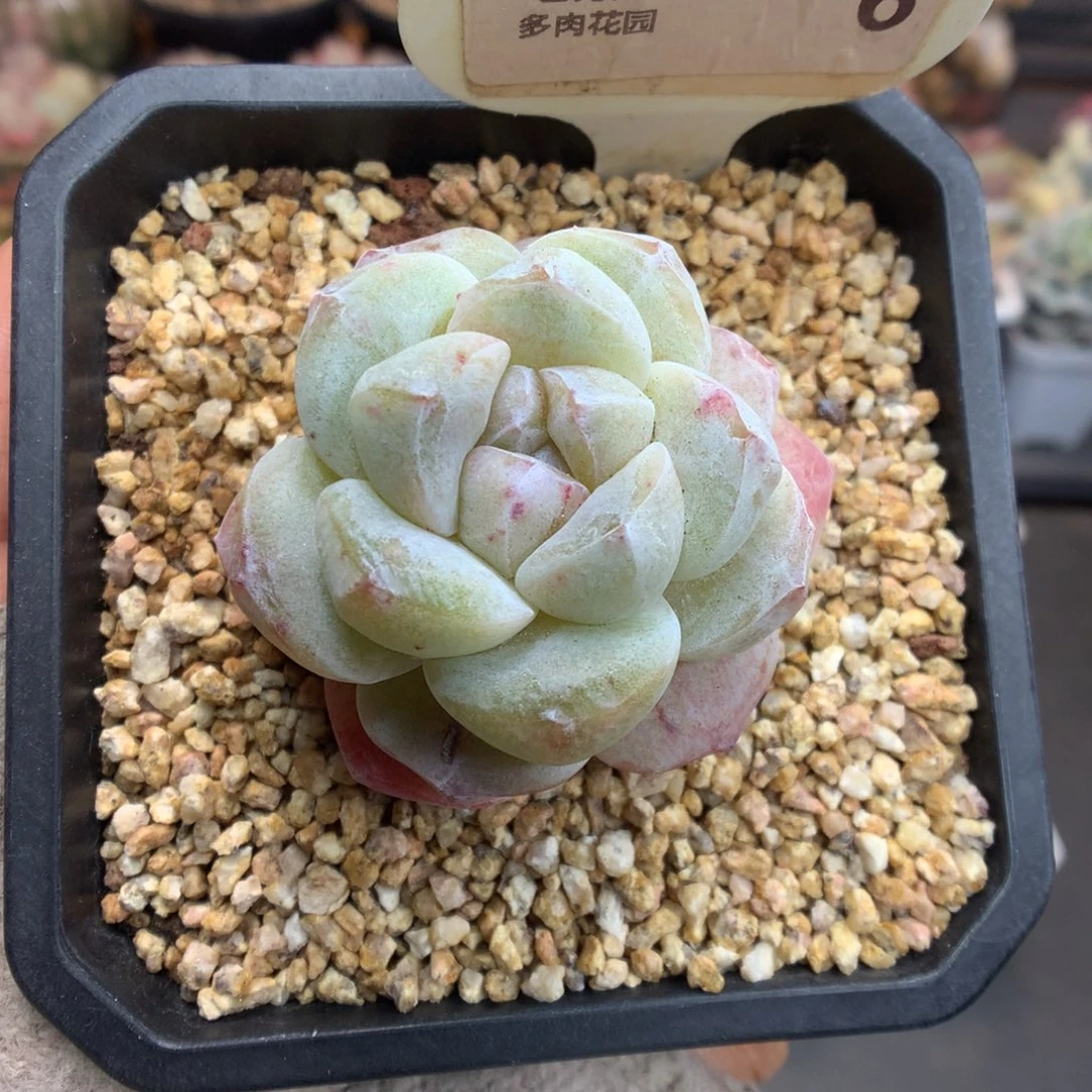 6特价黄锦冰玉石化