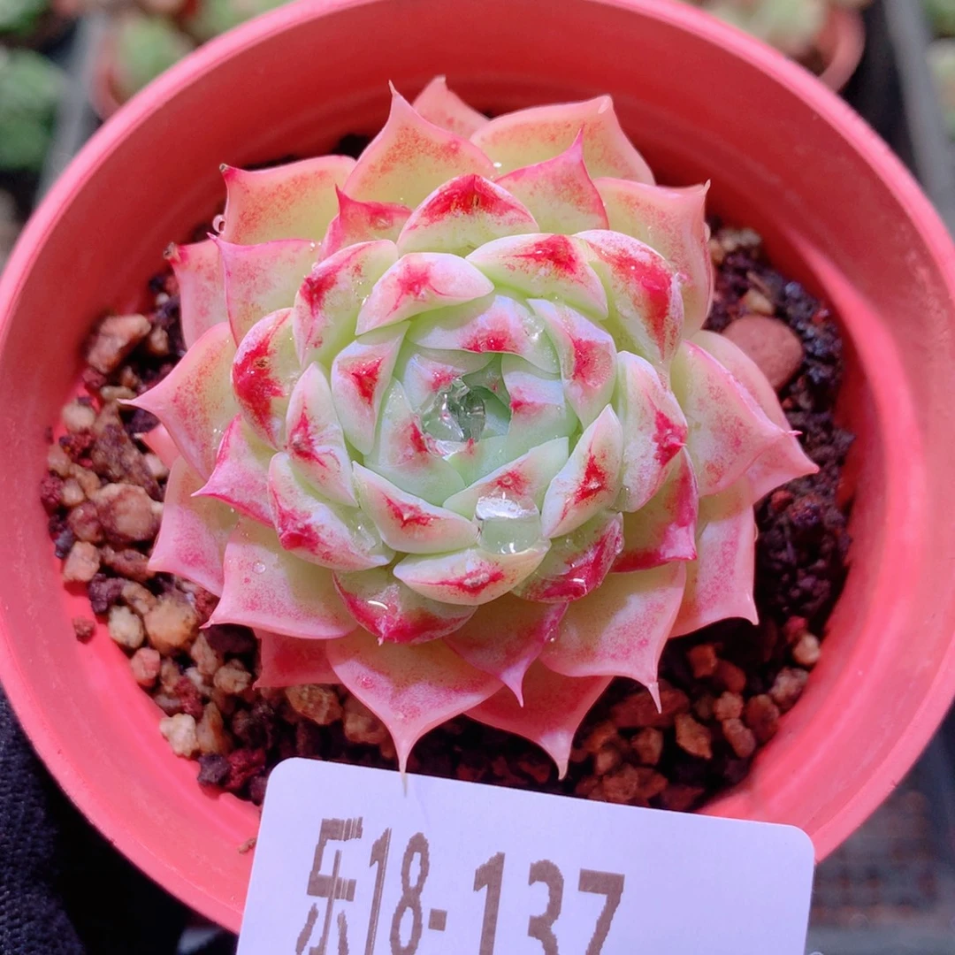 乐然18-137 薄荷冰沙