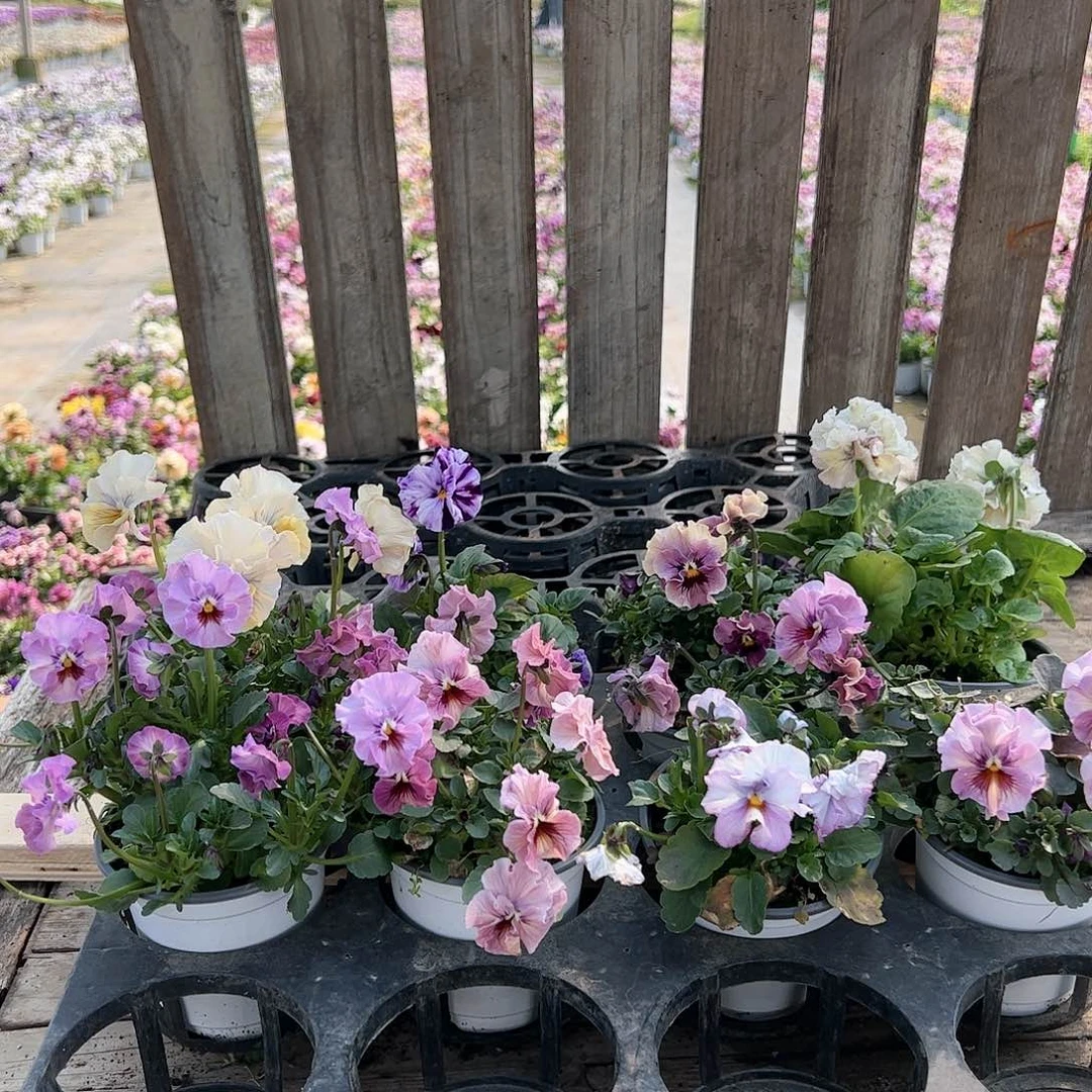 【闪购商品】059号