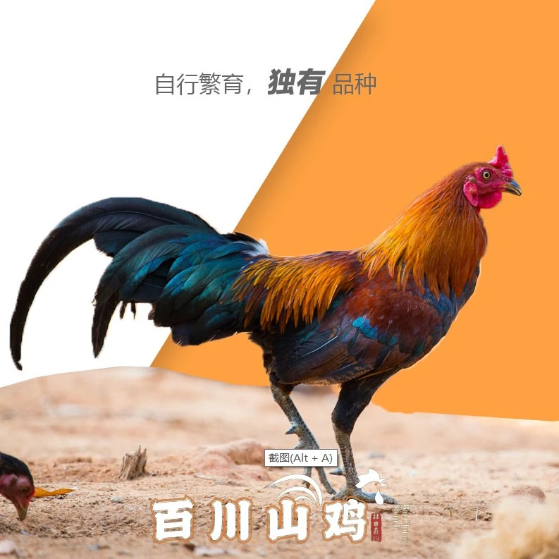 自养宠物鸡【百川山鸡】源头基地，生鲜美味、包邮到家。