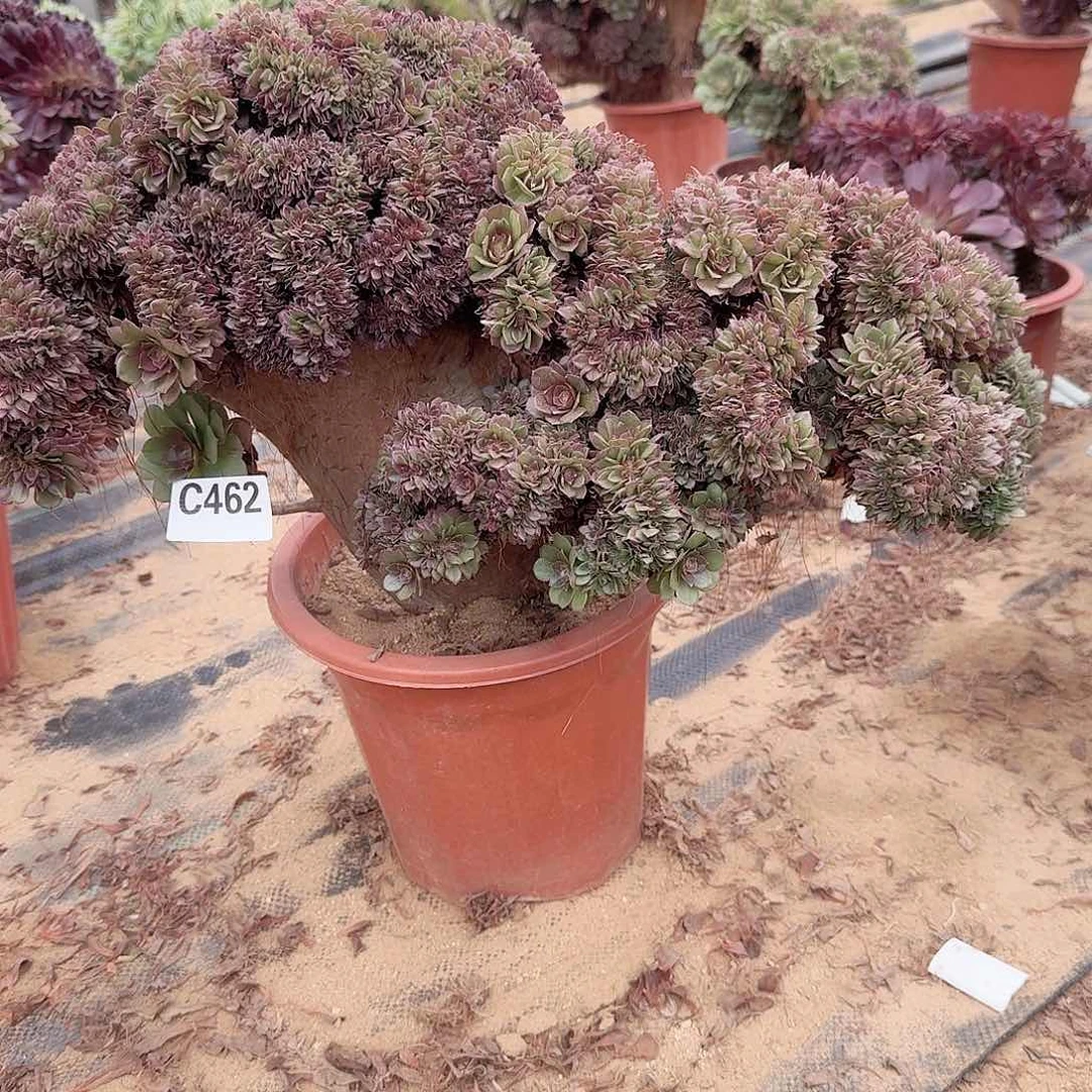 462万朵朵福利一颗