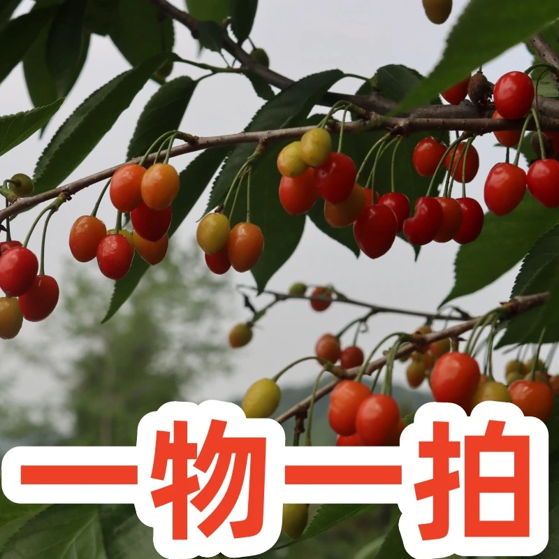 果树苗优选 一物一拍