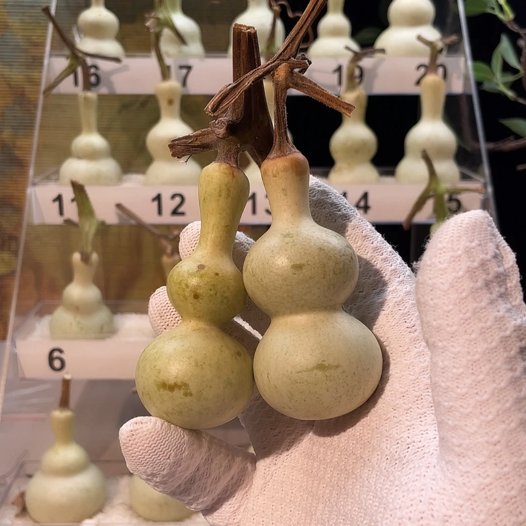 鹏***炉有机玻璃好看葫芦葫芦葫芦