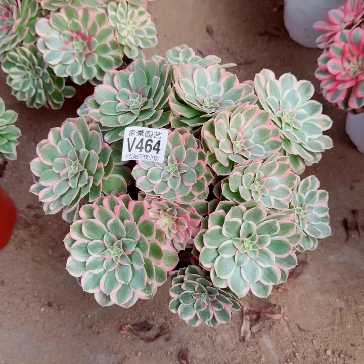 464孔雀翎官服28左右2