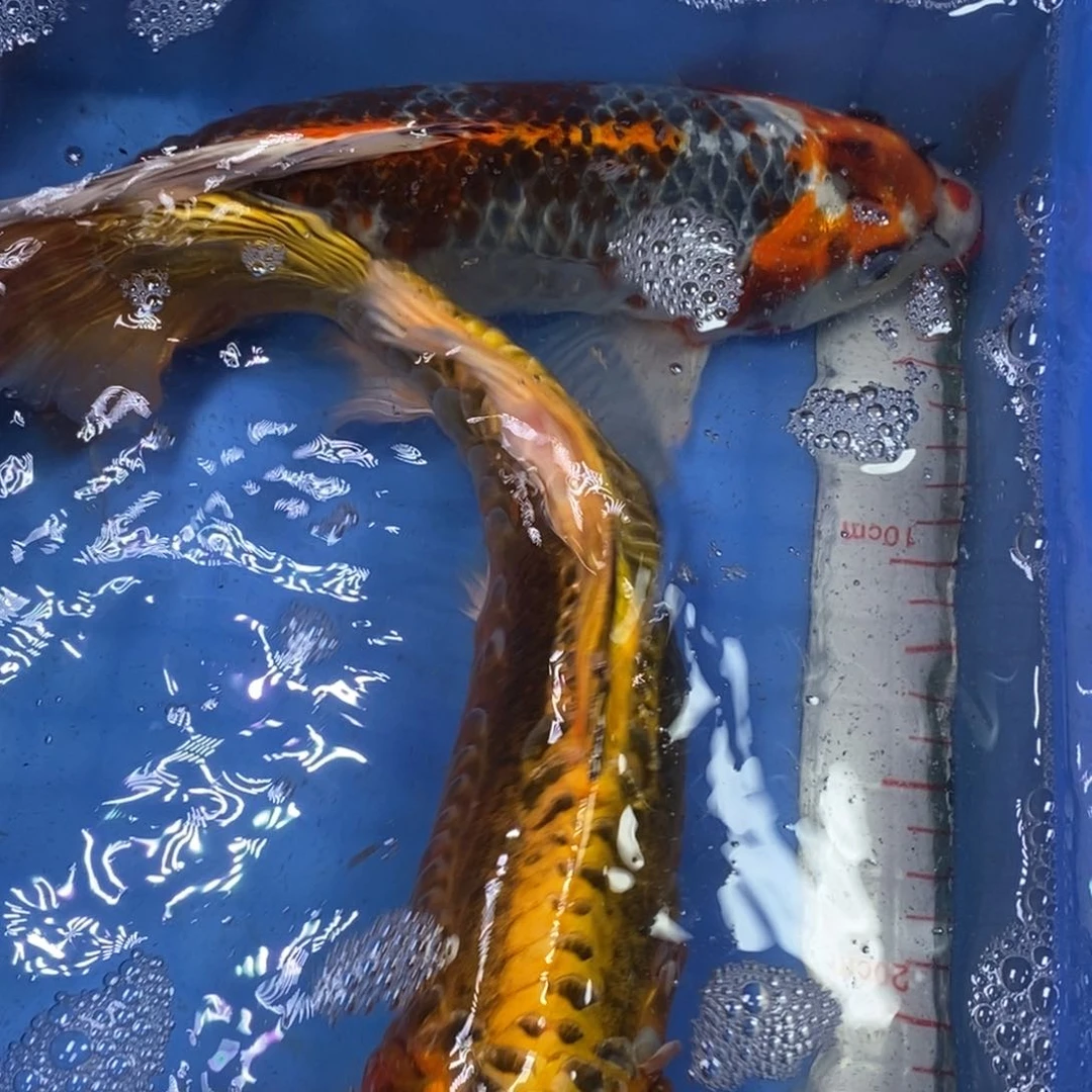锦鲤冷水锦鲤包邮