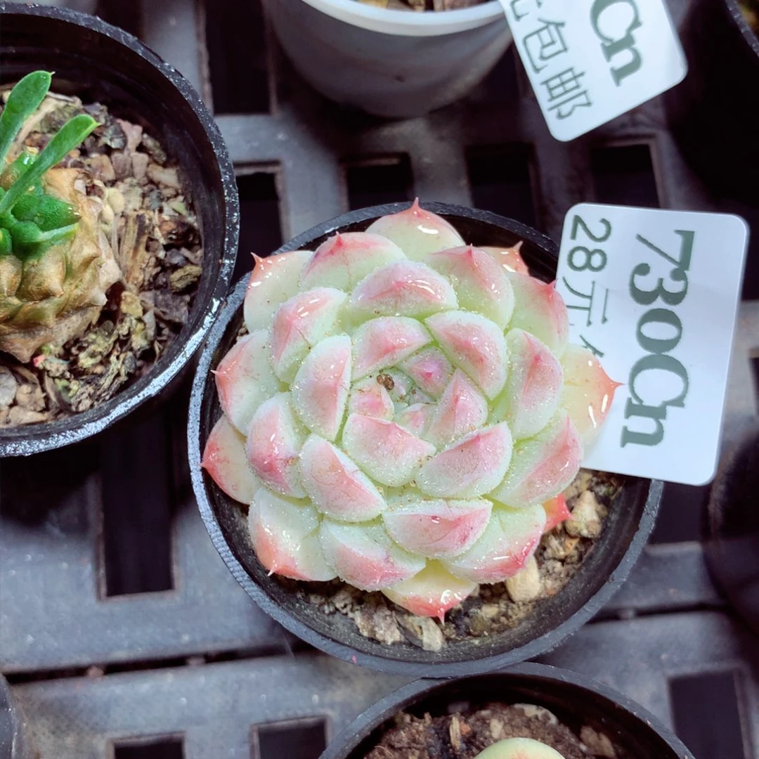 5厘米盆精控多肉730