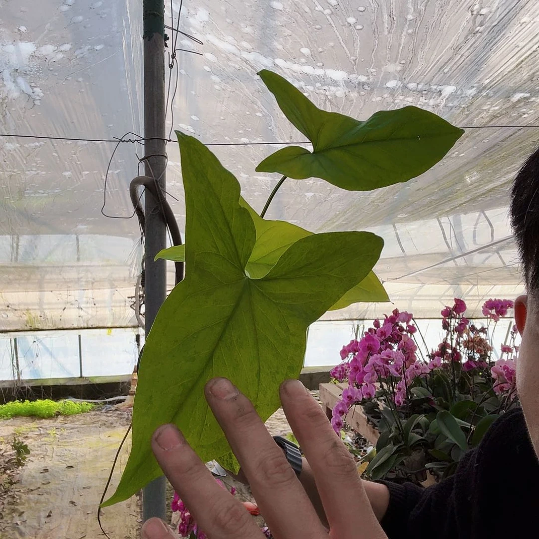 完全开放合果芋一棵