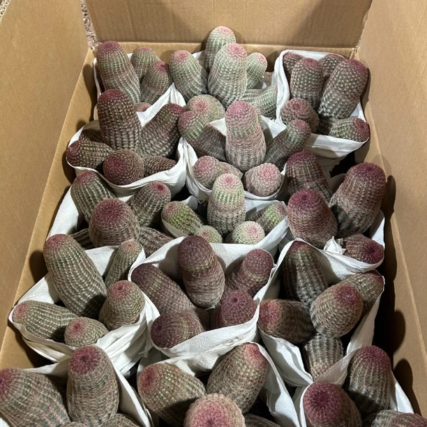 红太阳群生五头起发