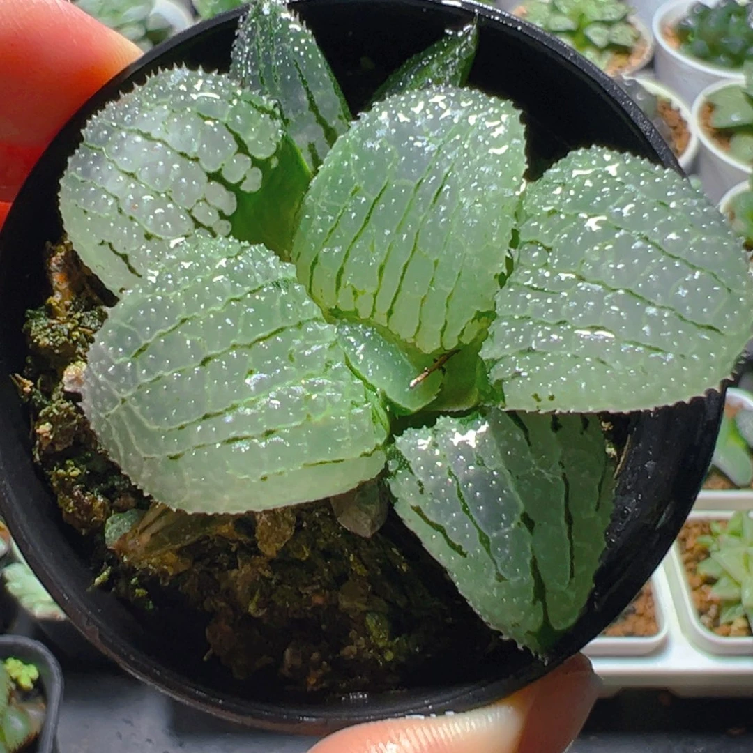 大窗天空之境玉露多肉1