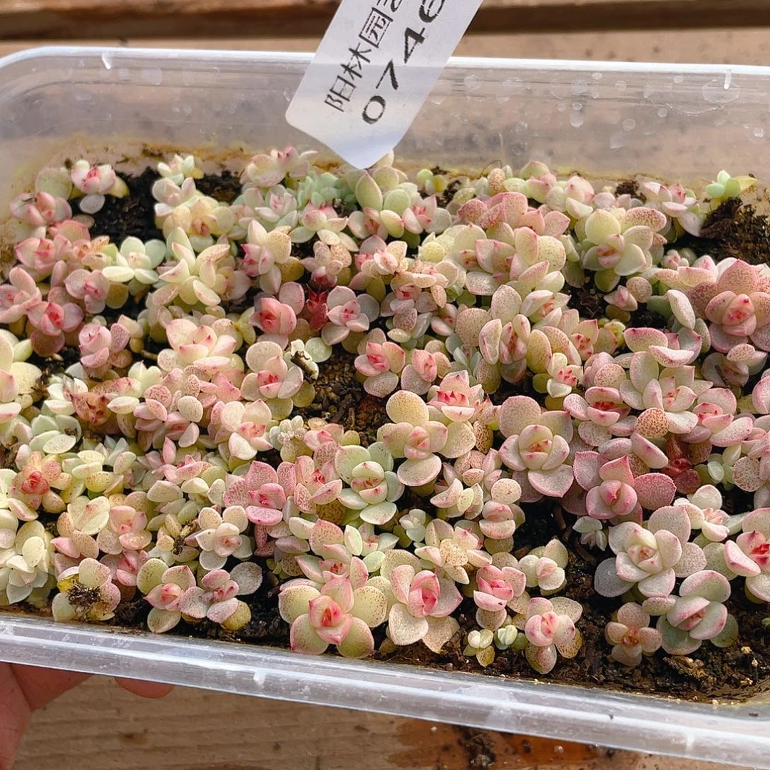 多肉植物多肉植物746