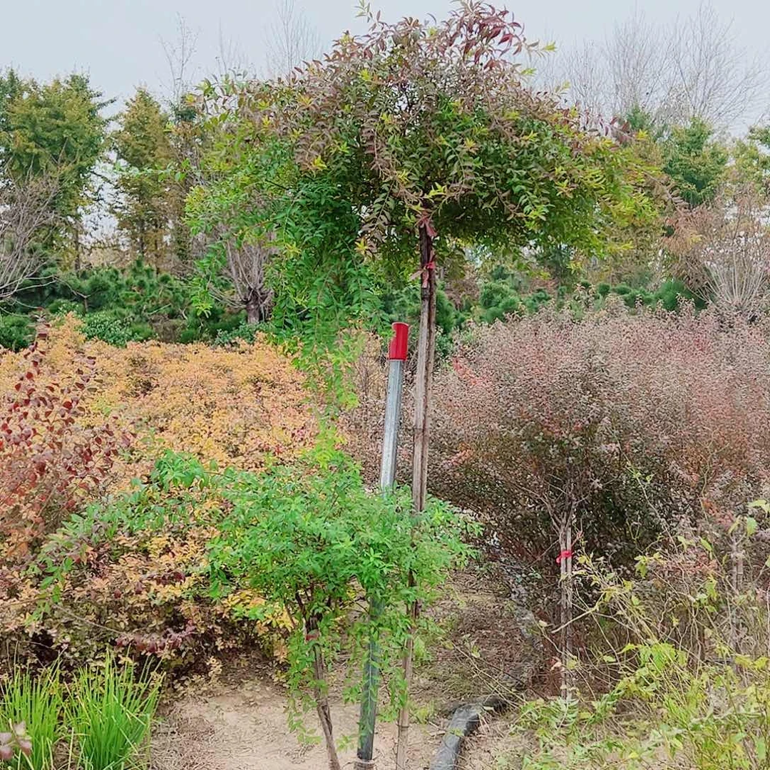 完全开放喷雪花雪柳棒棒糖一共2颗