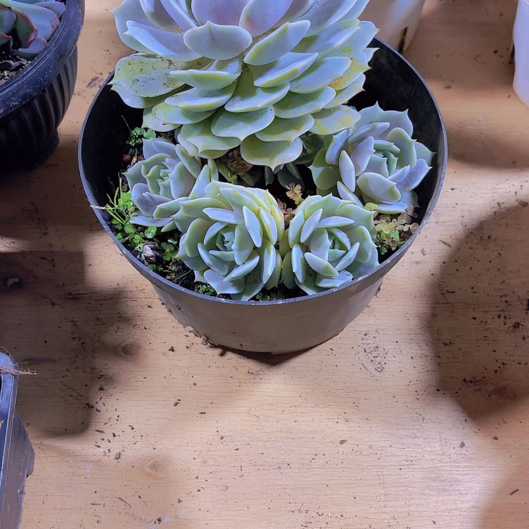 最***柔00000000000000000155