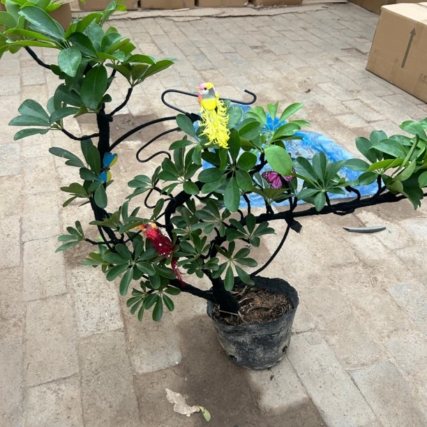 花好月圆招财树 室内室外盆栽植物