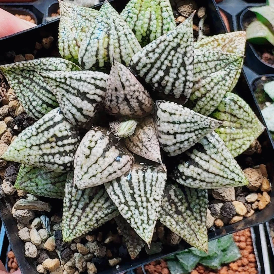 十二卷福利开播红孔雀