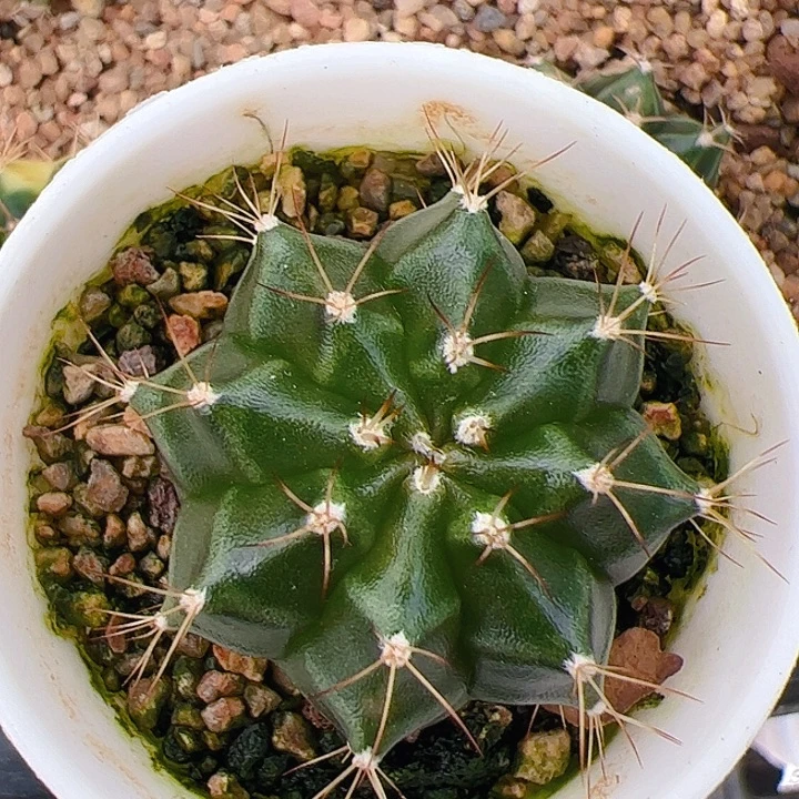 当前无花栽培后可以开花