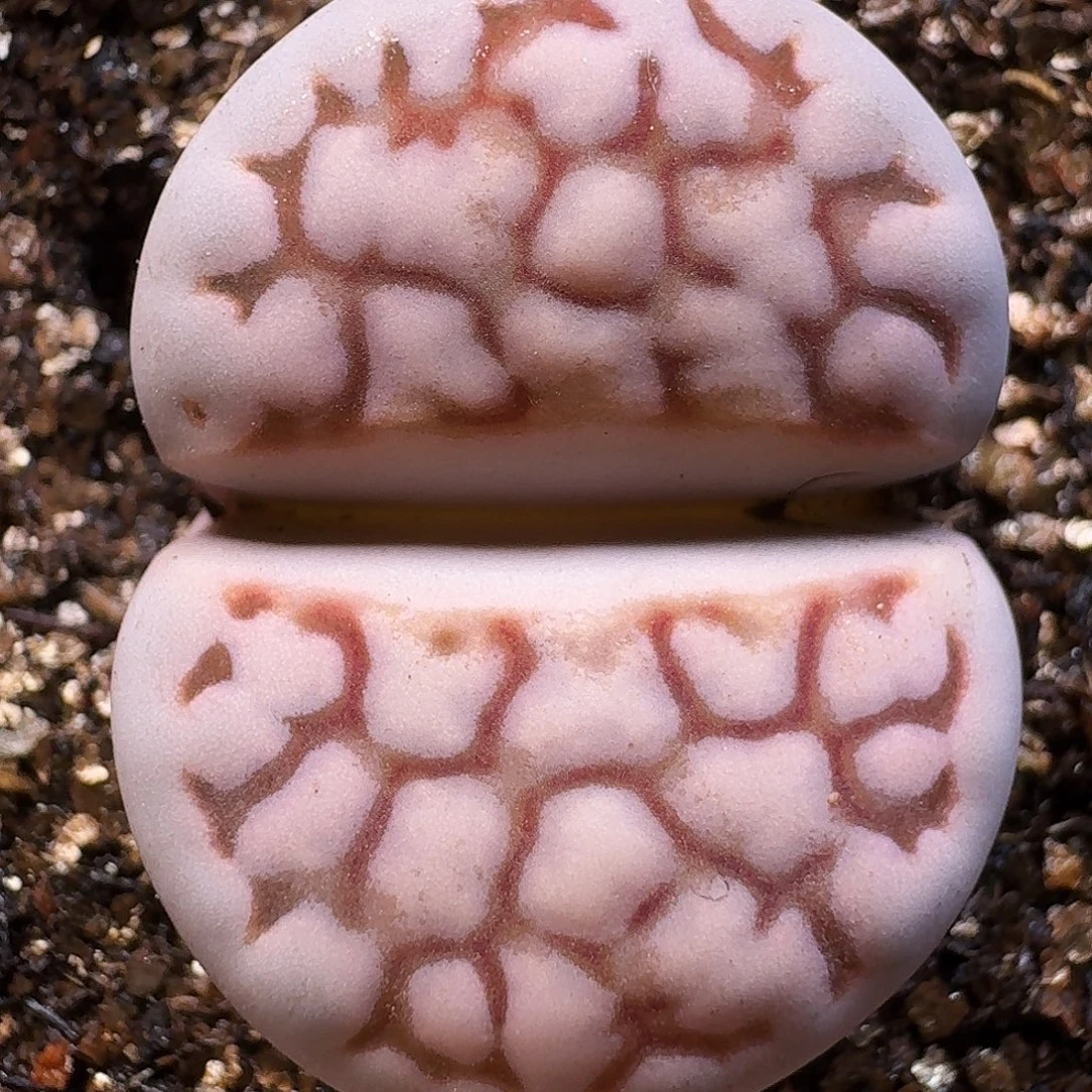 生石花1111112。  239