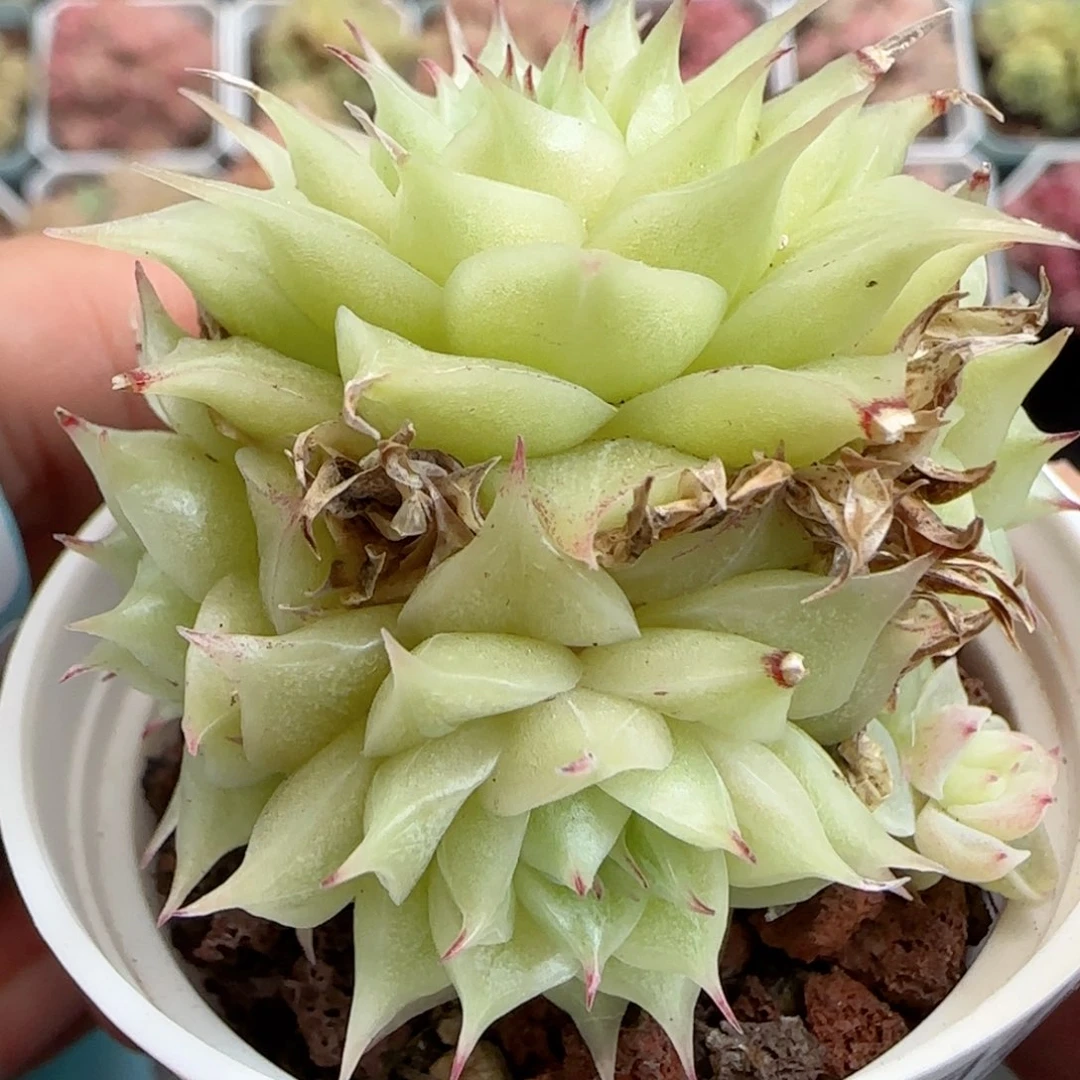 花语逸境0124-354