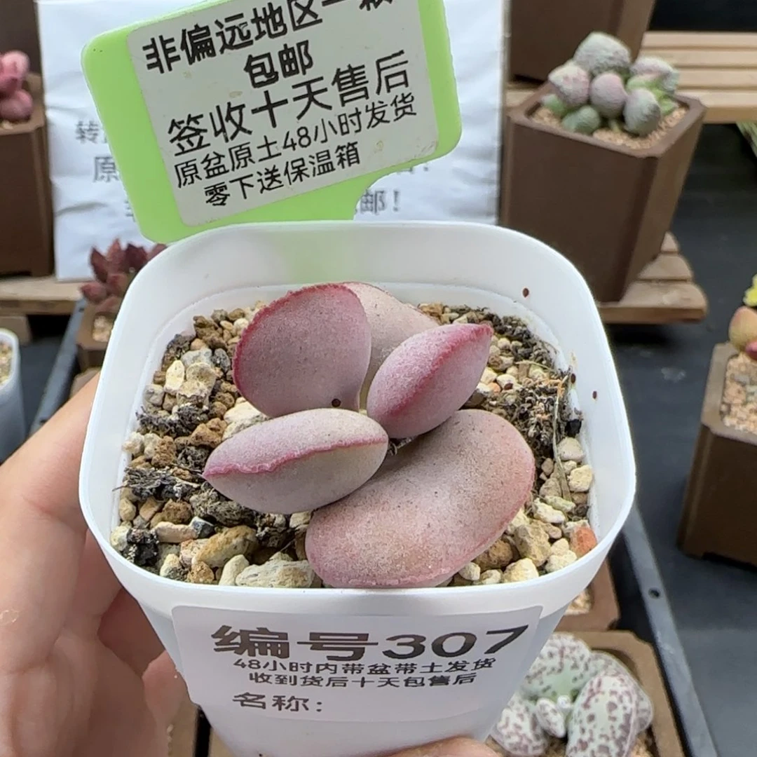 307白肌红蛋多肉