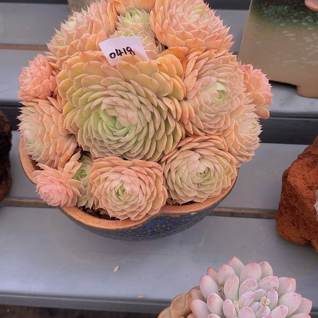 超**诺0418昂斯诺多肉