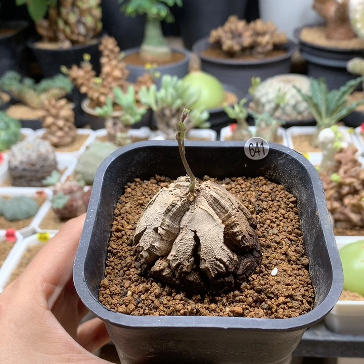 南非龟甲龙带盆福利4.4cm