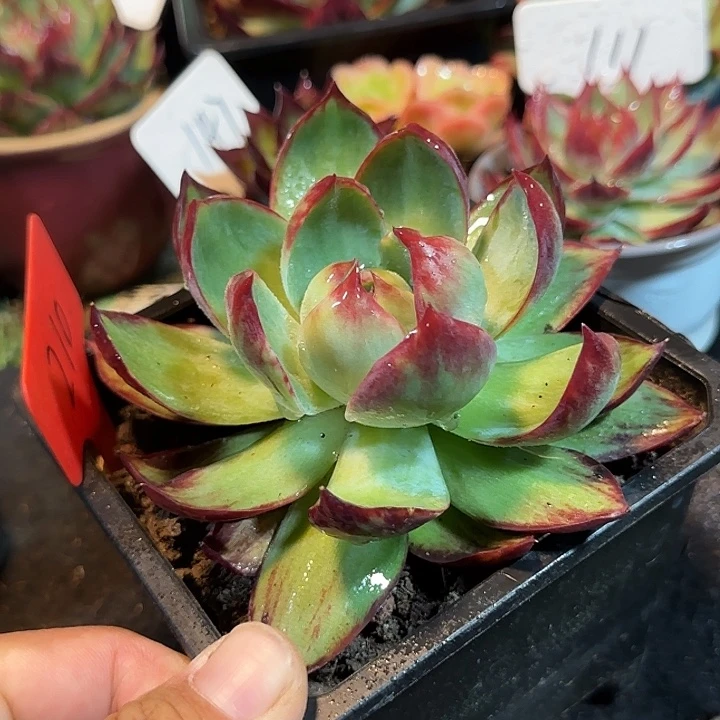 惊鸿一物一拍包装收缩花旱210