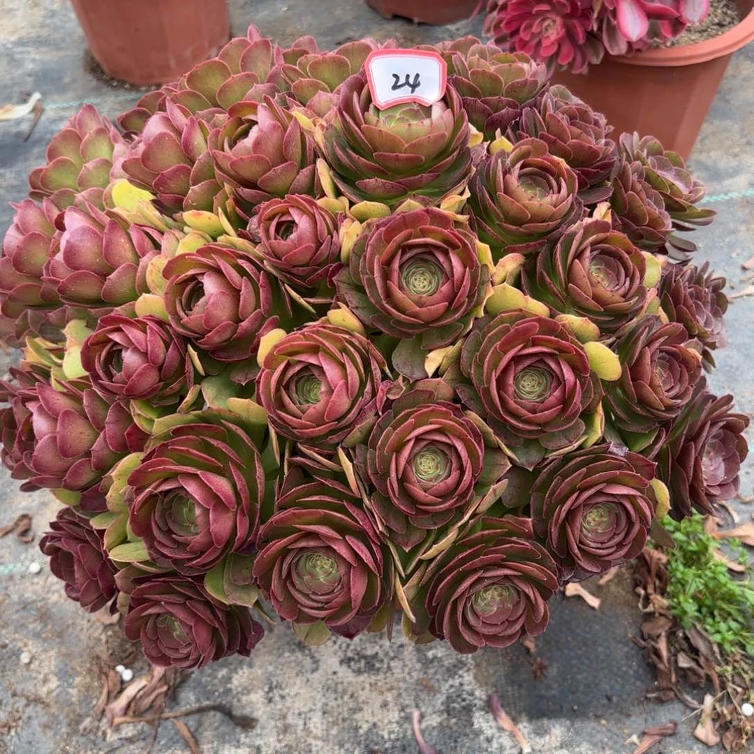 24万圣节朵朵多肉植物绿植