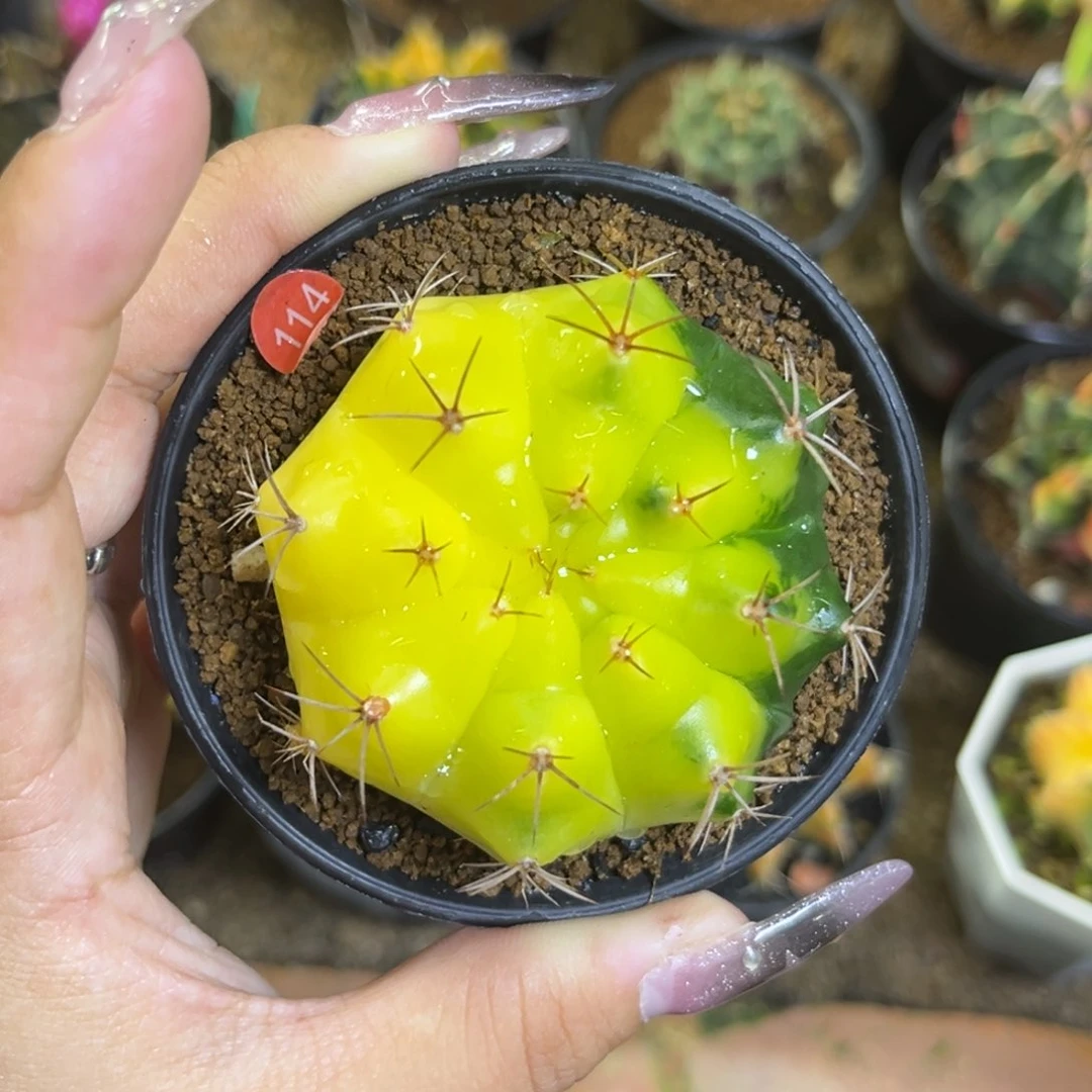 114 泰系米哈锦 实生 带盆土