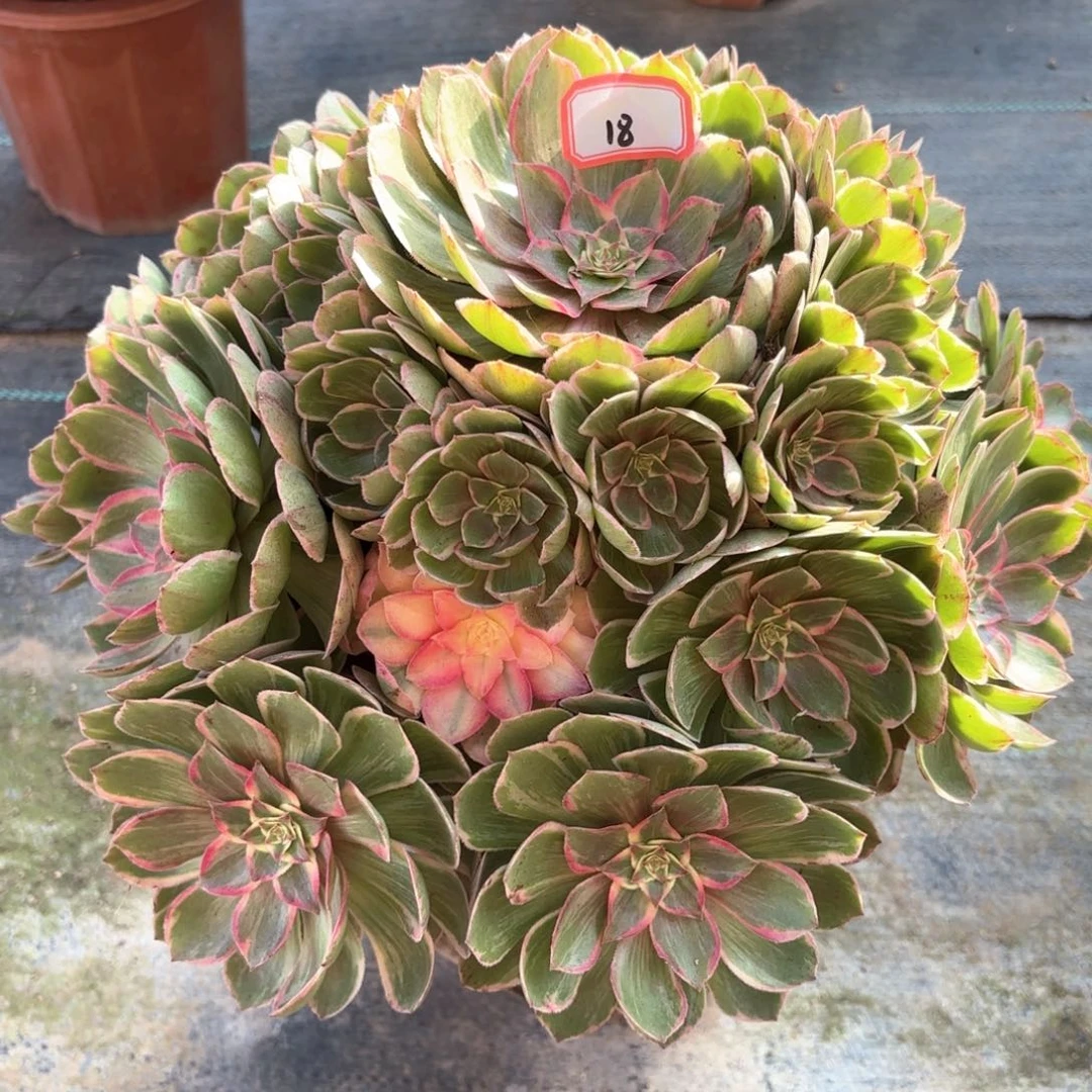 全部花朵18莲花座多肉植物