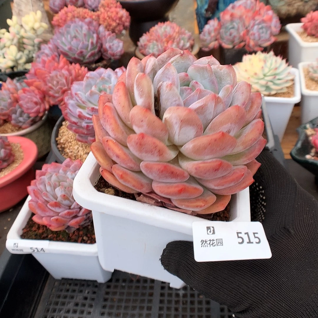 515蒙克多肉植物66666