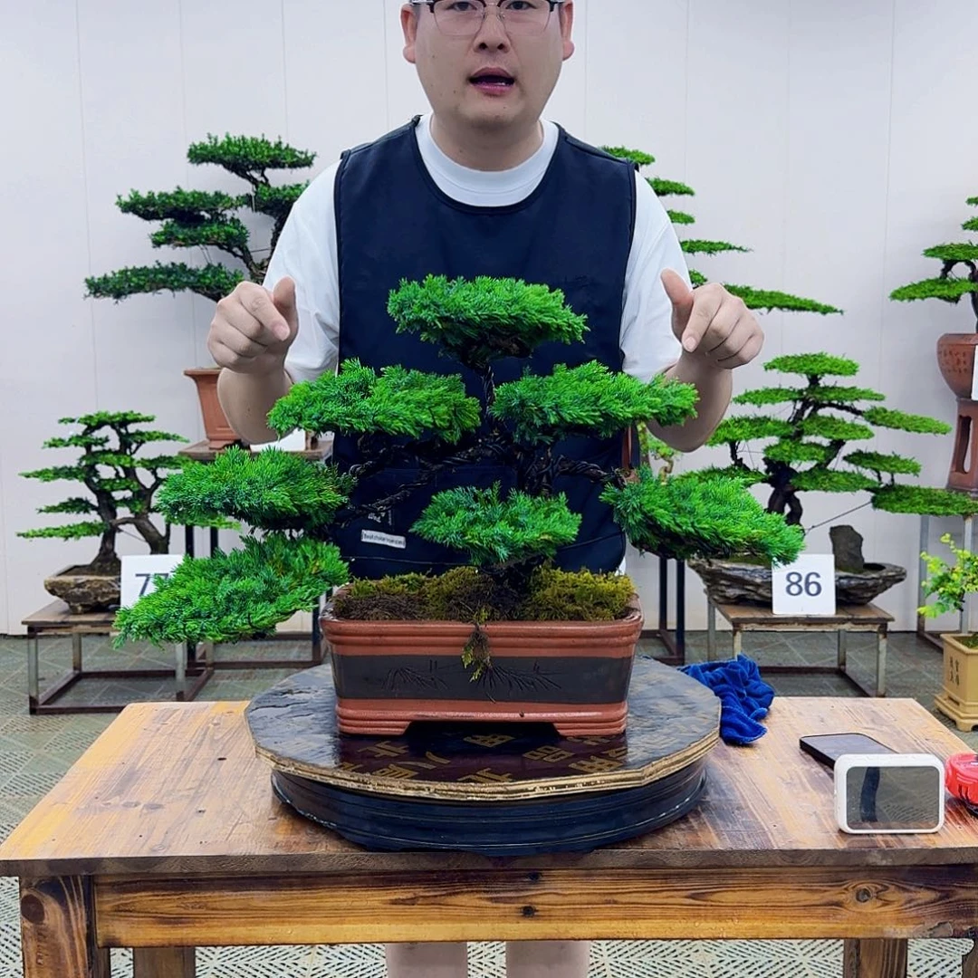 无花朵柏树造型盆景带盆