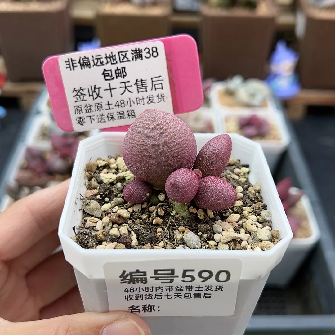晴**澜590少女心多肉植物