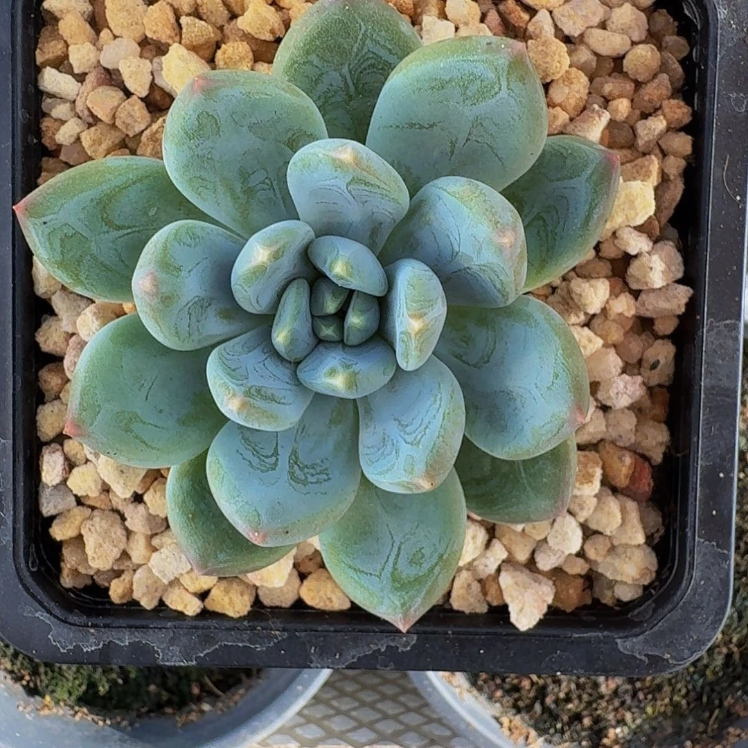 艾米丽 单头 一物一拍