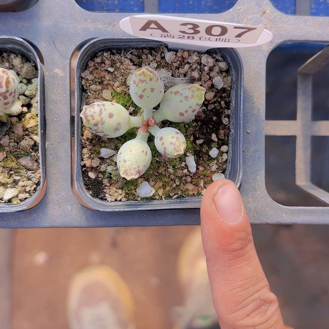 A307达摩海豹一物一拍