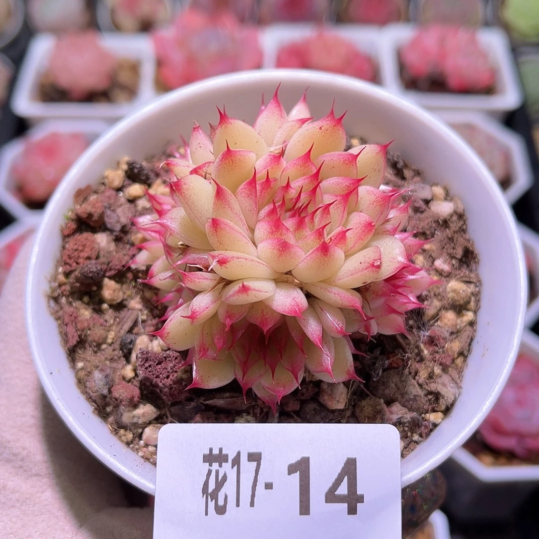 花利美17-14海王群