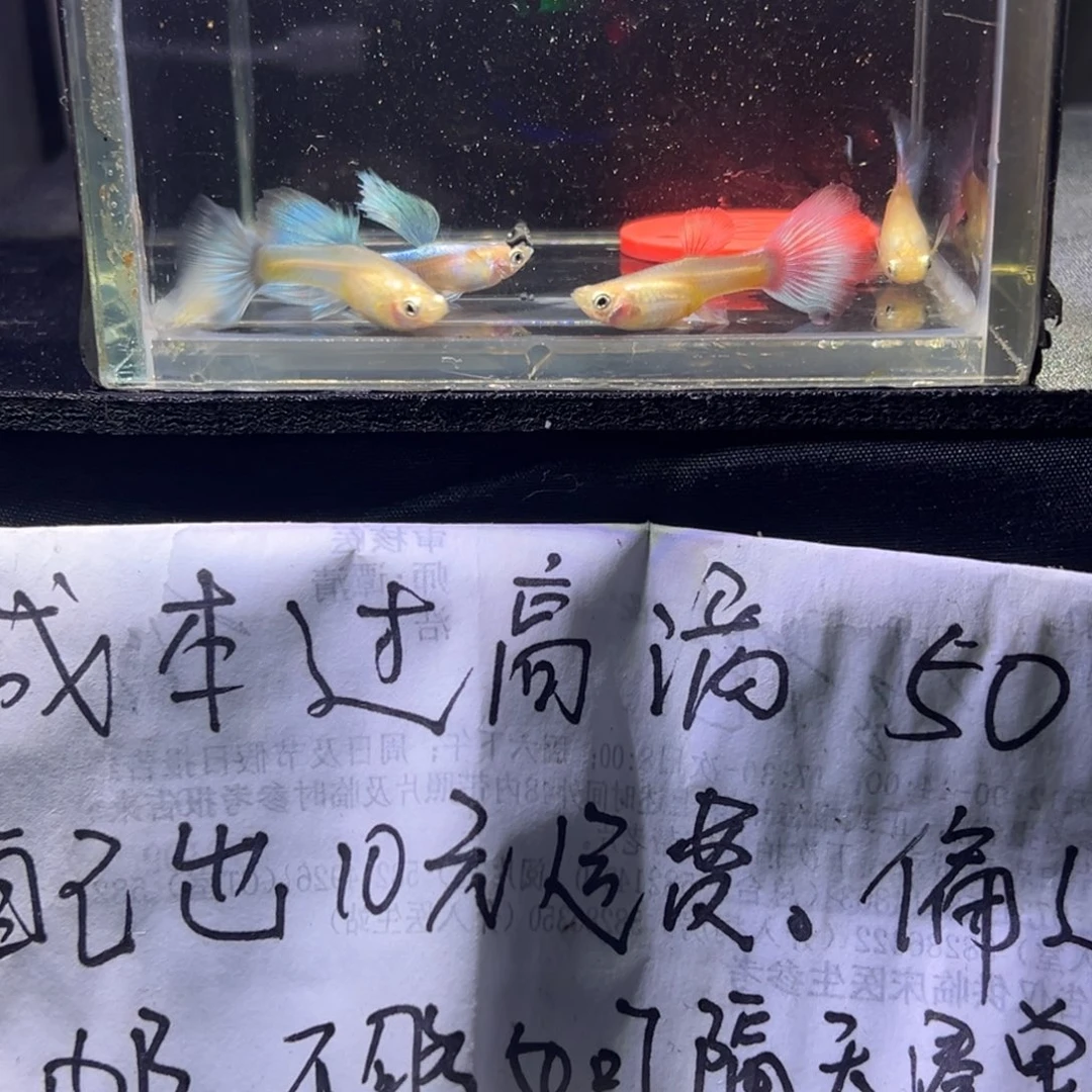 孔雀鱼黄化蓝礼服29