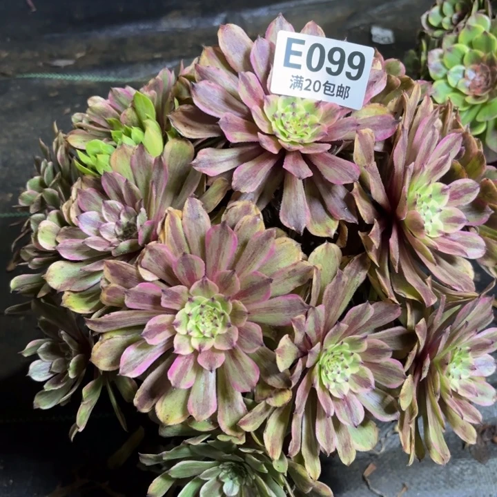 瑞妈一物一拍099