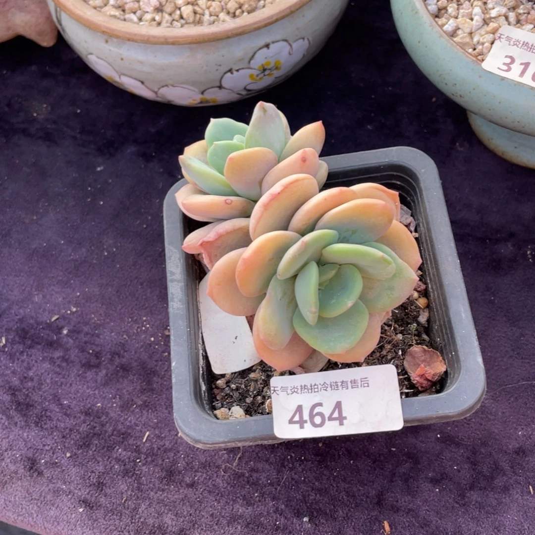 编***号464不知名双头小可爱