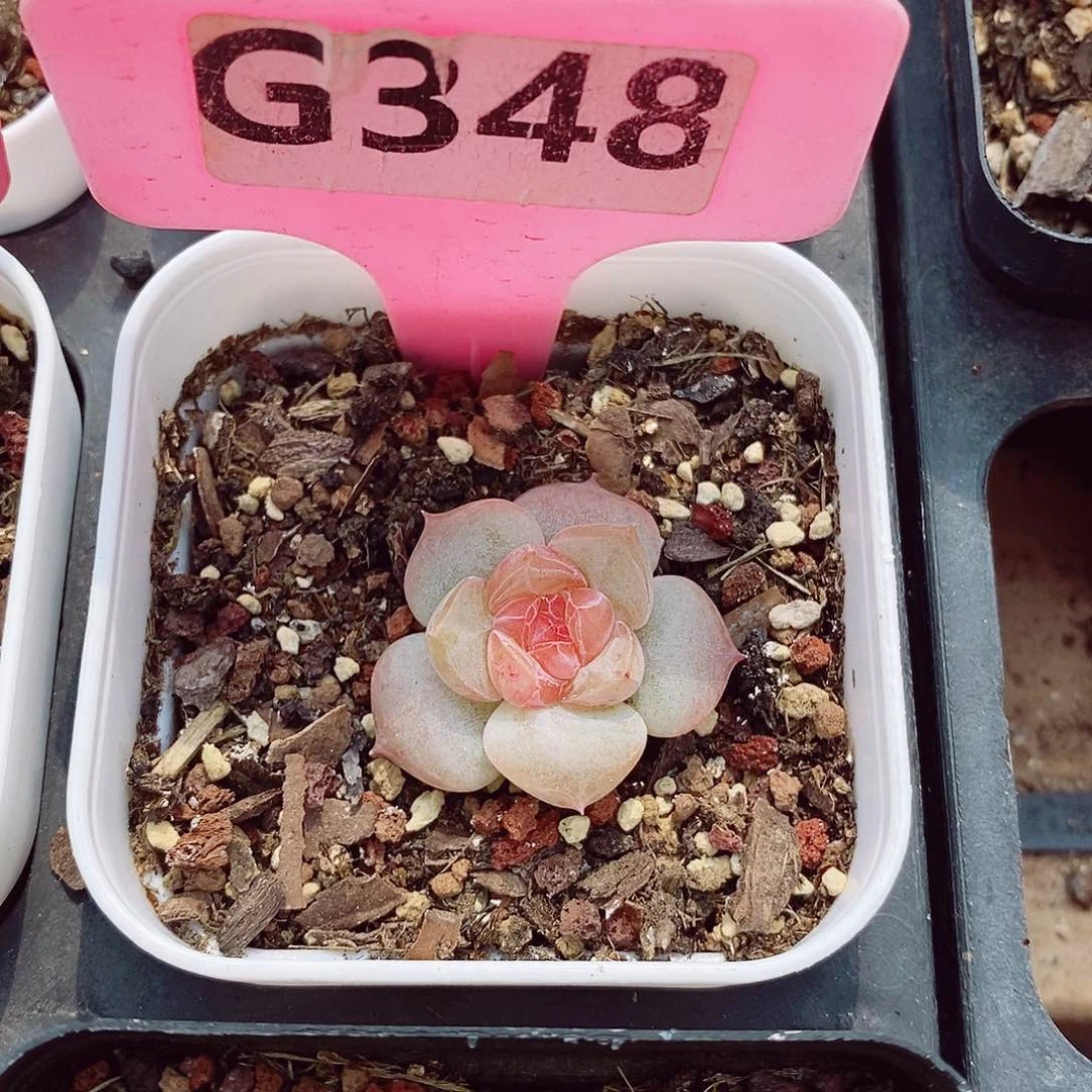 糖钻3cm多肉植物