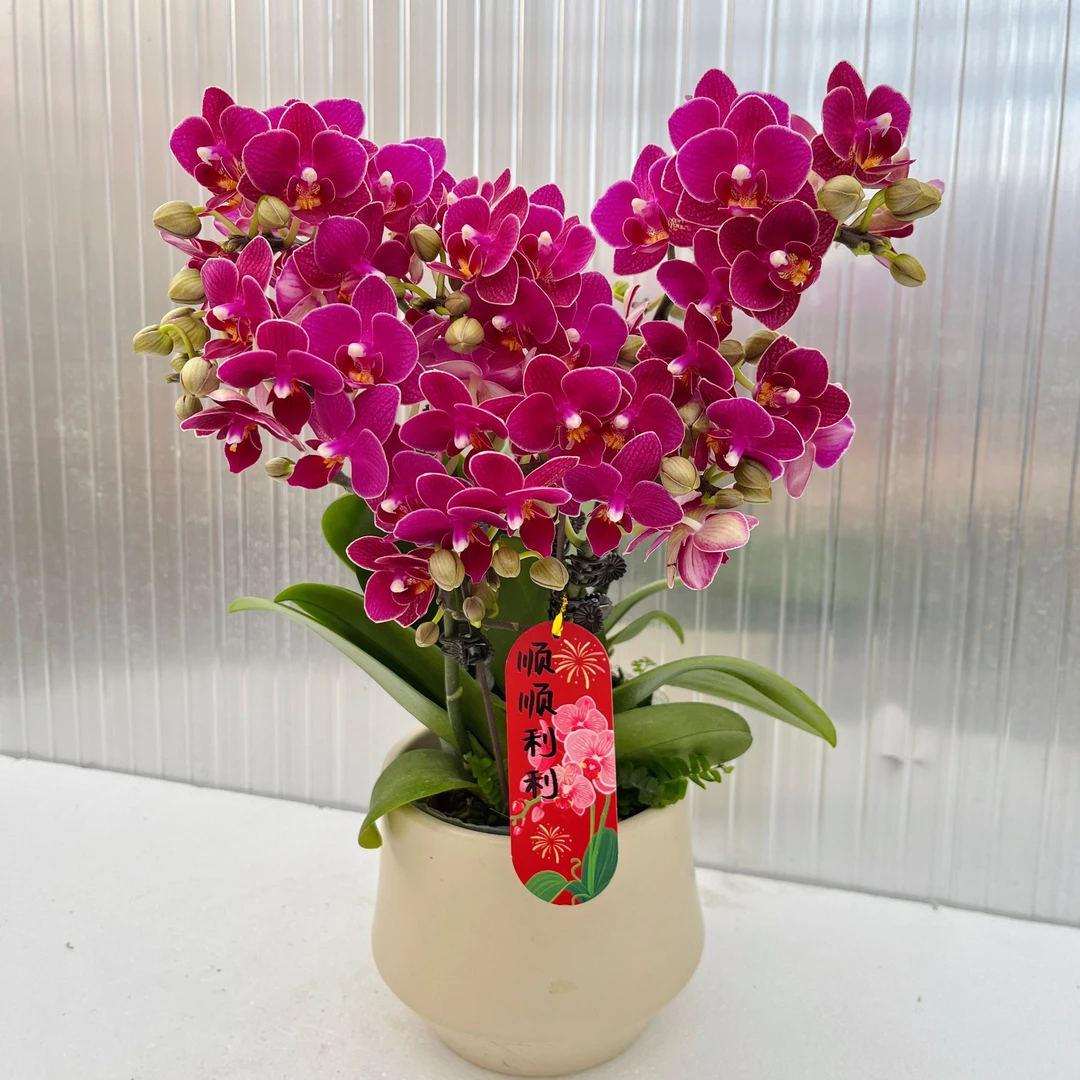 蝴蝶兰《大杨真香】新手推荐好养耐养带花 基地直发 送礼乔迁