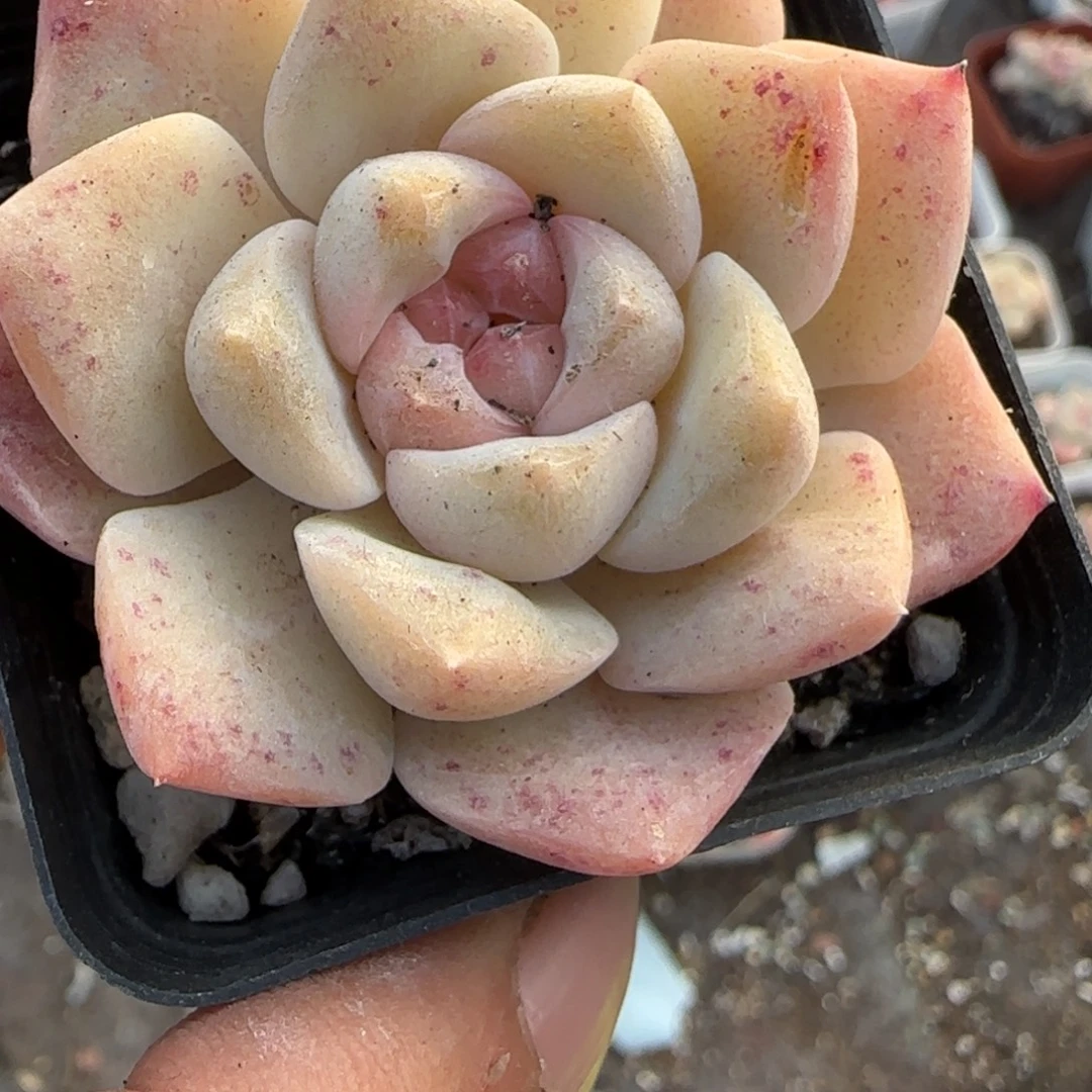 小卡拉米糖心一物一拍