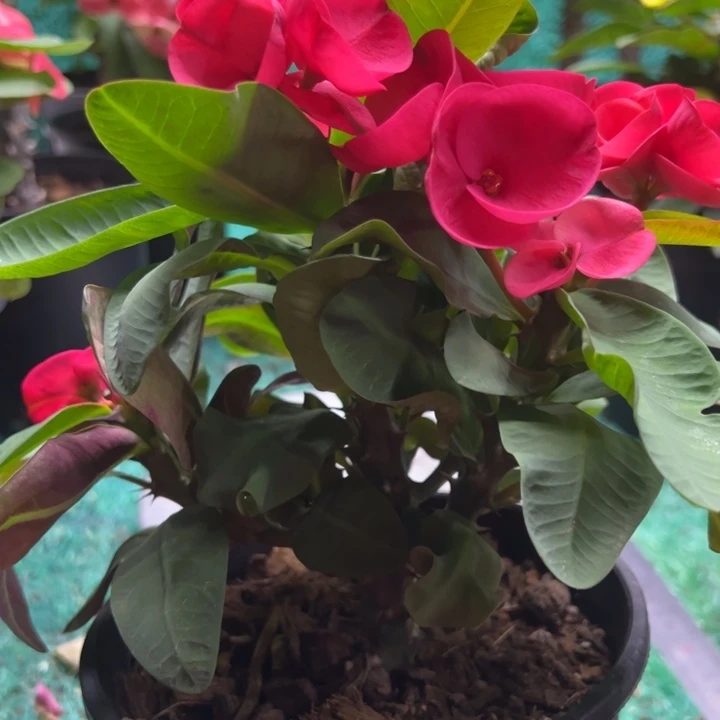 泰品扦插一物一拍