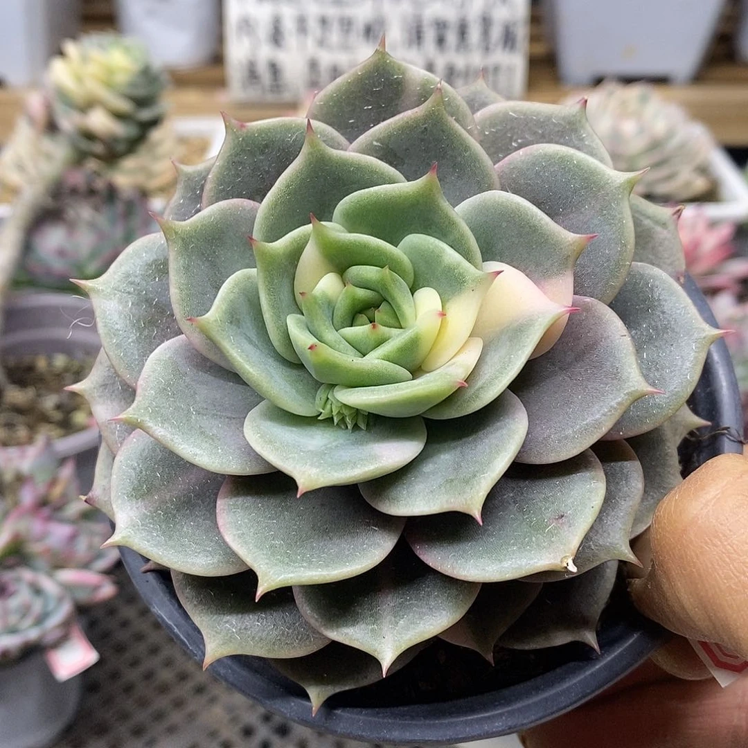 0172 福利贝加尔湖花脸锦 不售后