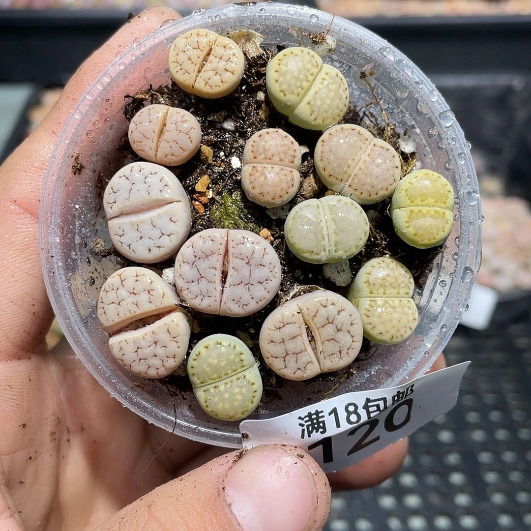 120当天凑满十八元包邮生石花