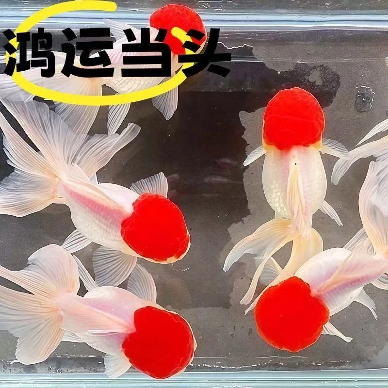 鹤顶红鸿运金鱼当头狮子头龙睛活鱼观赏鱼淡水好养冷水耐活
