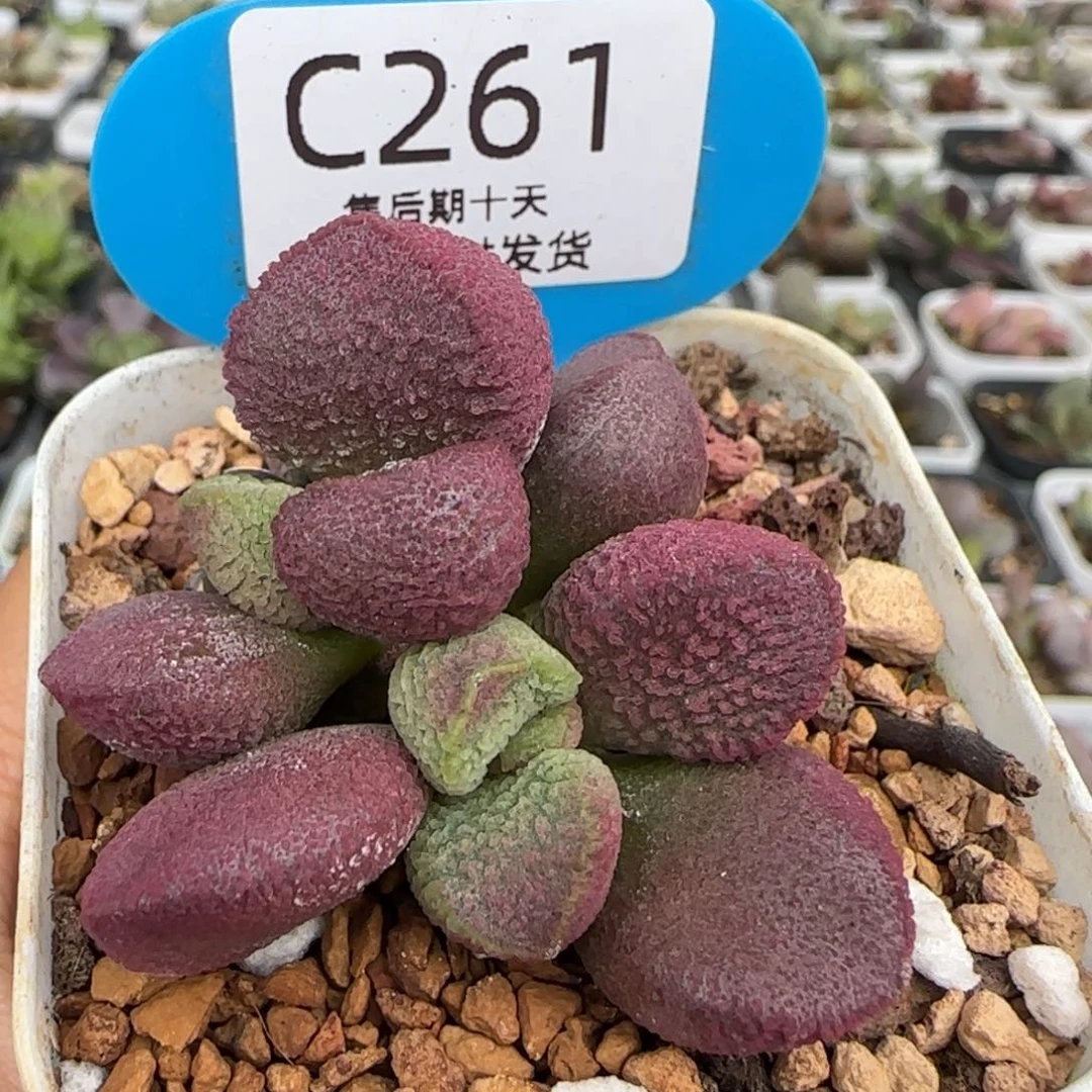 夏娃。   261。