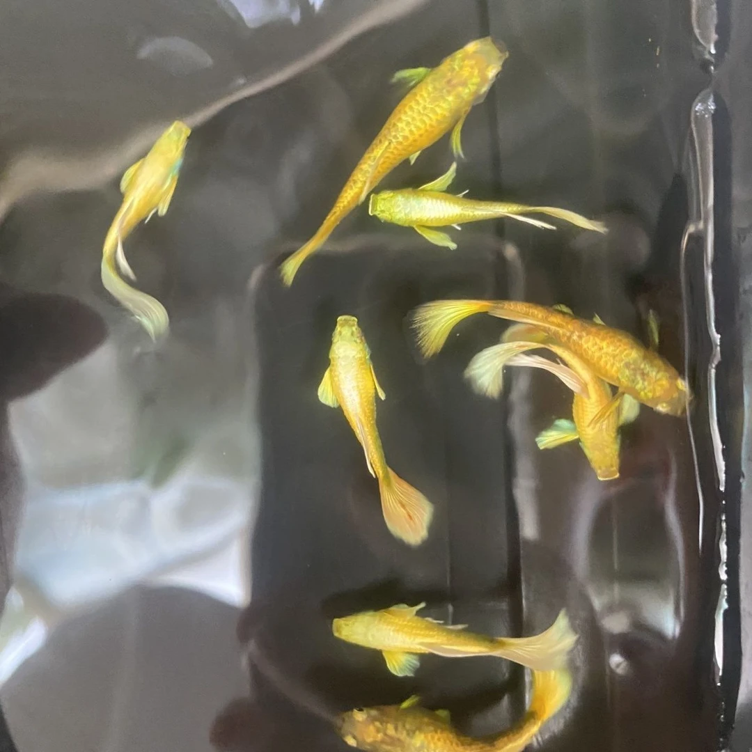 满麟黄金孔雀鱼越南进口子代开箱视频报损 仅退款不补发