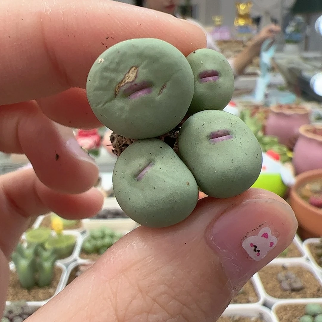 【闪购商品】147 福利